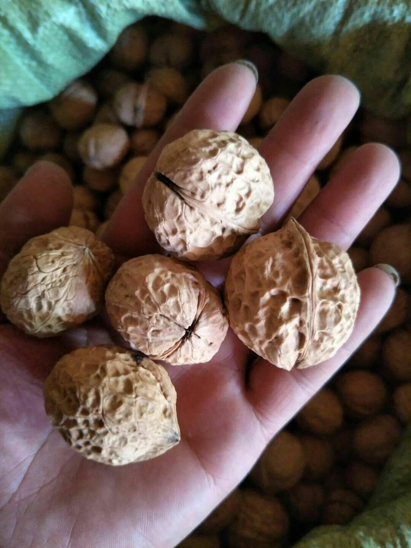 云南大理精品103果纸皮核桃包邮
