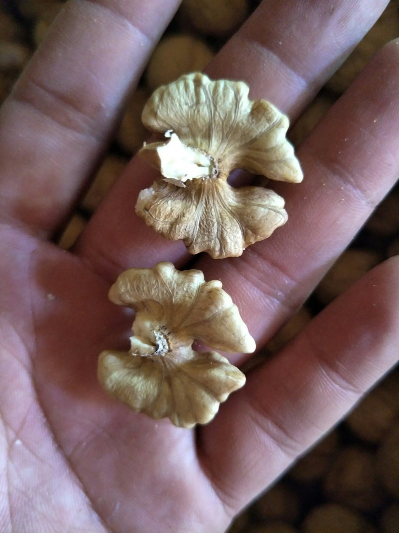 云南大理精品103果纸皮核桃包邮