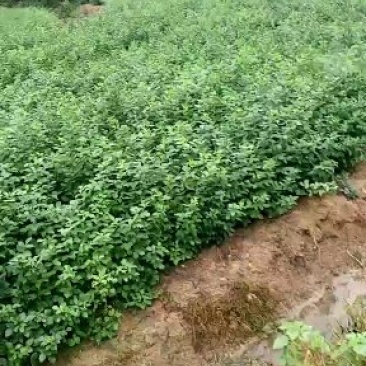 珍珠花苗，珍稀山野菜，营养价值高，