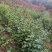珍珠花苗，珍稀山野菜，营养价值高，