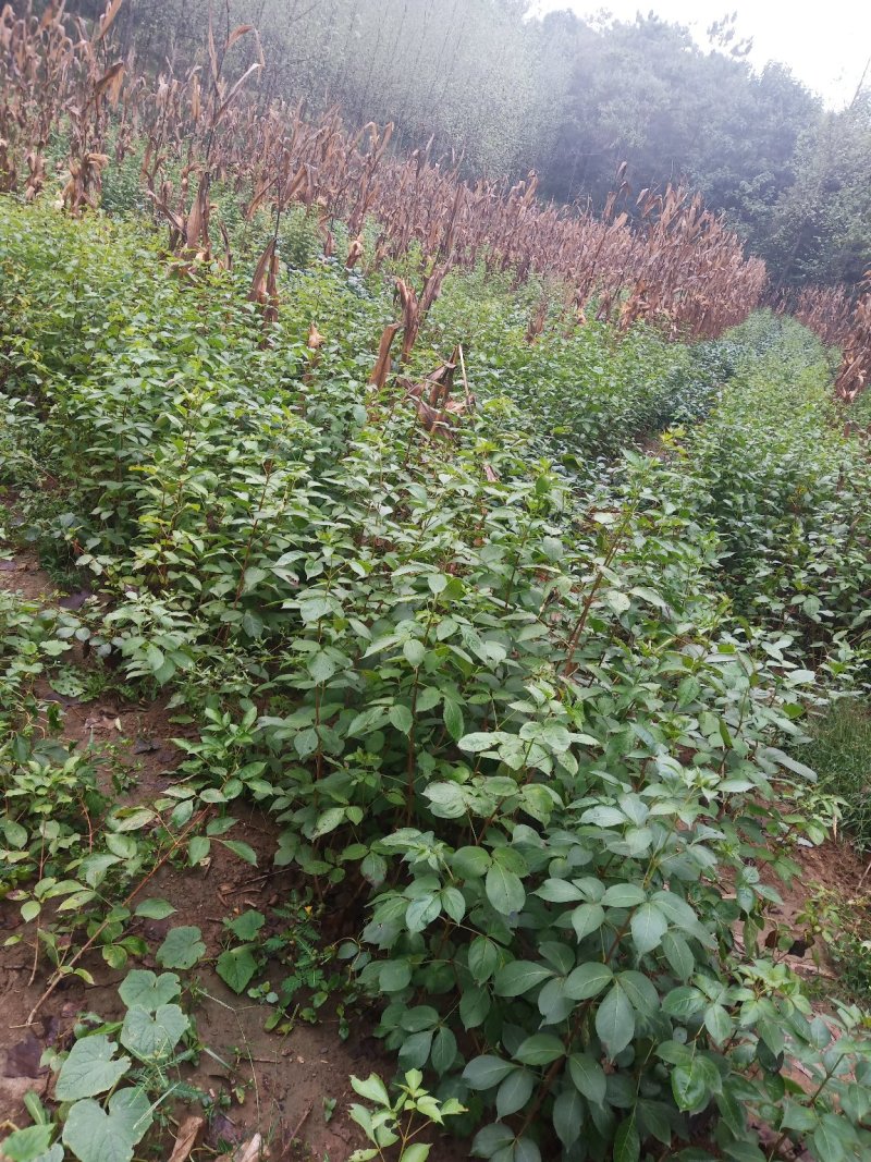 珍珠花苗，珍稀山野菜，营养价值高，