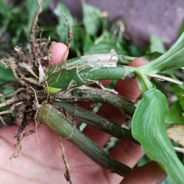 见血清