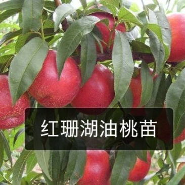 油桃苗，红珊瑚。自家树苗品种保纯。