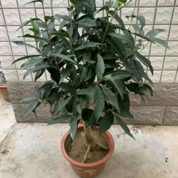 盆栽四季桂花红花日香桂沉香桂大小规格齐全包活