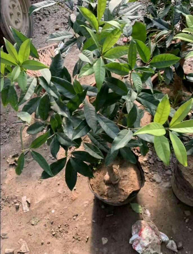 盆栽四季桂花红花日香桂沉香桂大小规格齐全包活