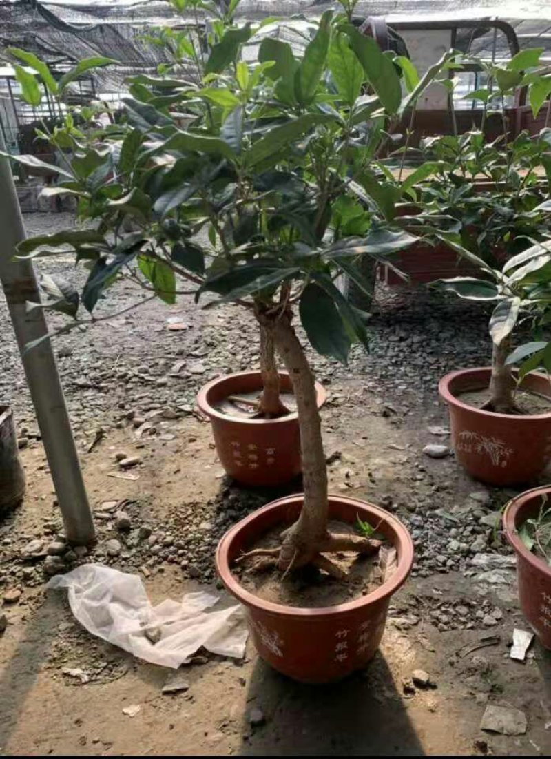 盆栽四季桂花红花日香桂沉香桂大小规格齐全包活