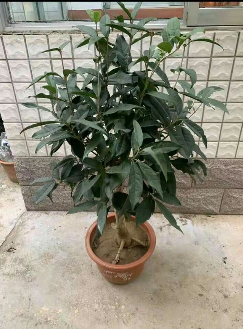 盆栽四季桂花红花日香桂沉香桂大小规格齐全包活