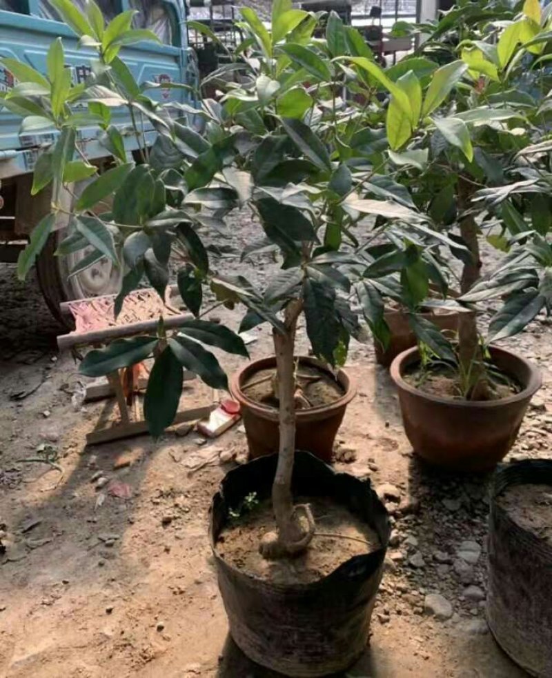 盆栽四季桂花红花日香桂沉香桂大小规格齐全包活