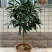 盆栽四季桂花红花日香桂沉香桂大小规格齐全包活
