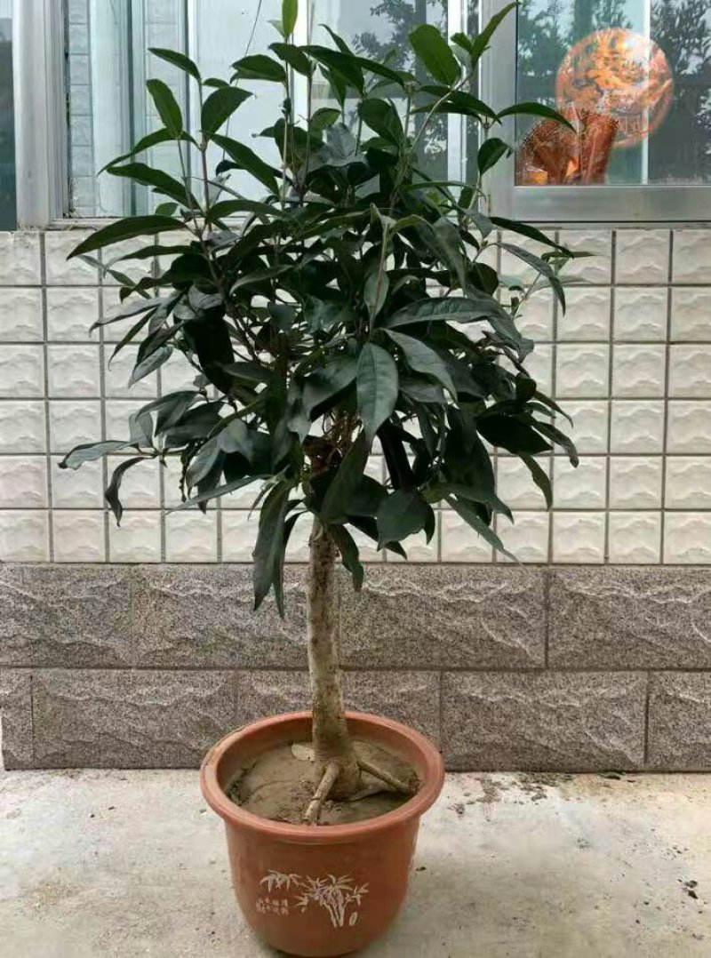 盆栽四季桂花红花日香桂沉香桂大小规格齐全包活