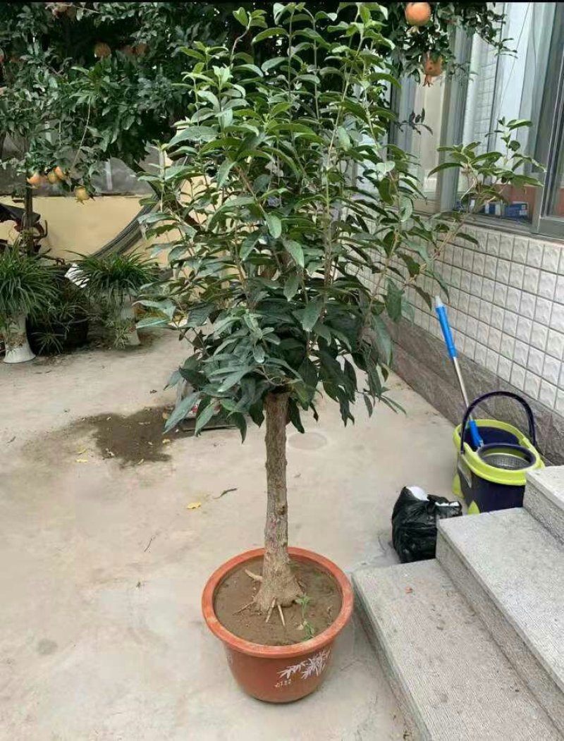 盆栽四季桂花红花日香桂沉香桂大小规格齐全包活