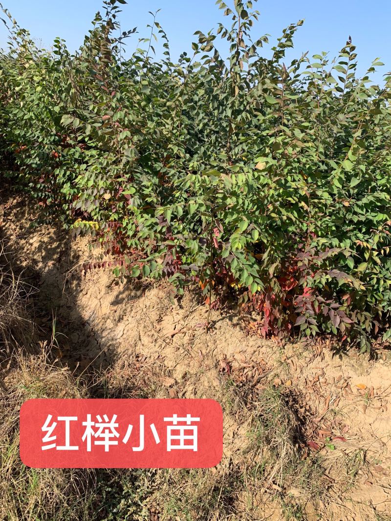 正宗红榉苗，榉树苗1米左右0.5元，全国各地现挖发货，