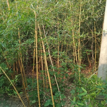 厂家批发竹苗钢竹黄金竹农户直销园林绿化苗木