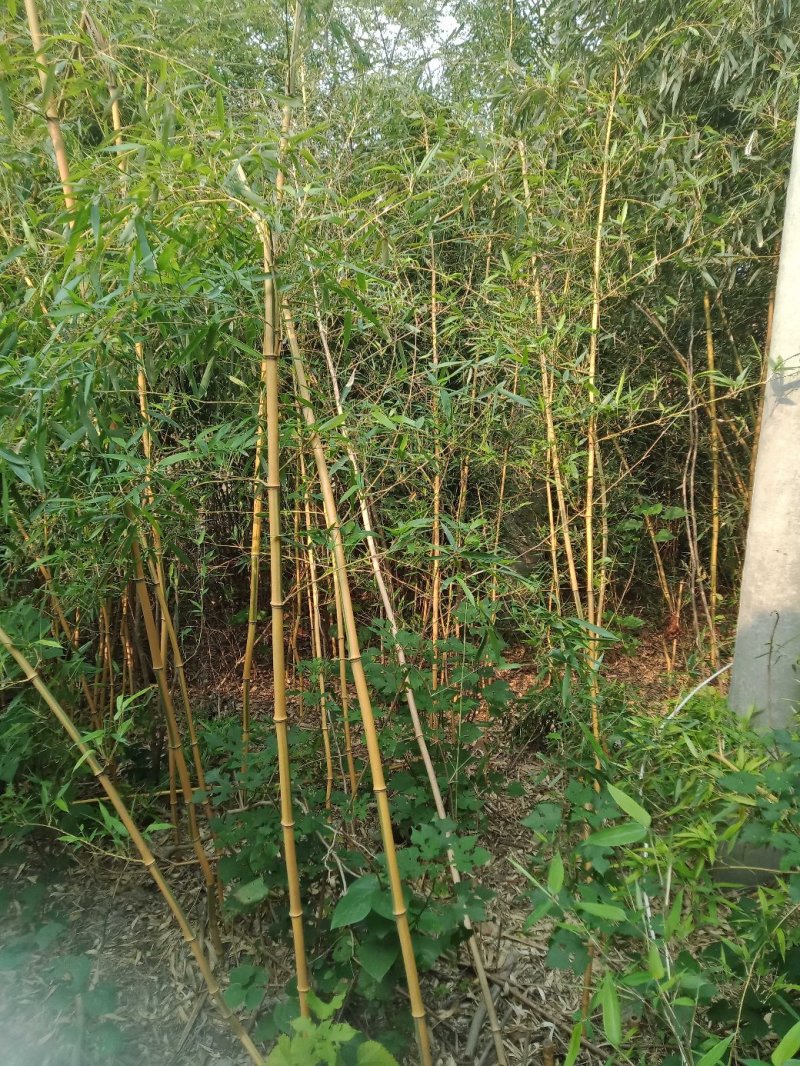 厂家批发竹苗钢竹黄金竹农户直销园林绿化苗木