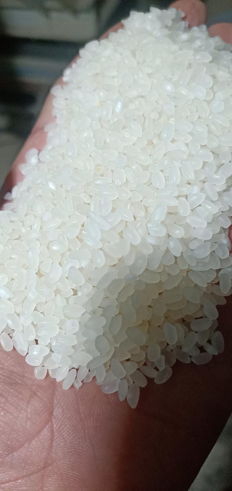 圆粒大米圆香米圆粒米粳稻米粳米新米质量口感保证欢迎合作