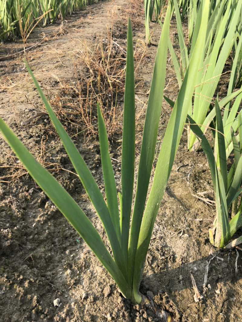 水生鸢尾紫花鸢尾