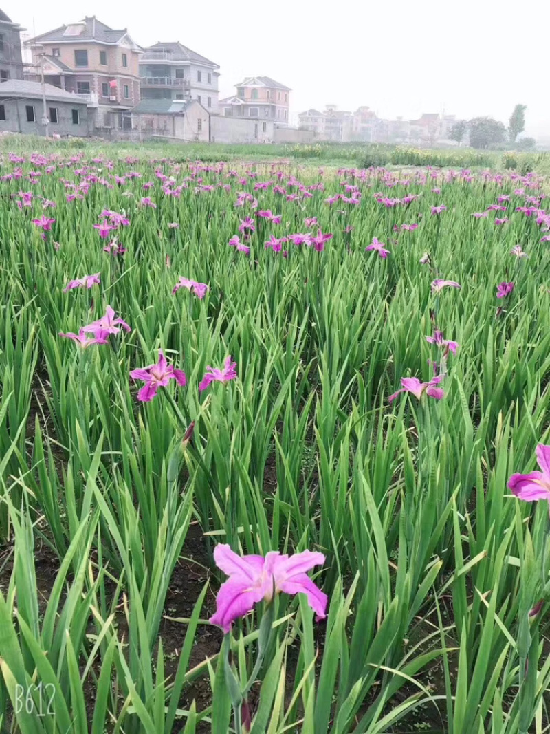 水生鸢尾紫花鸢尾