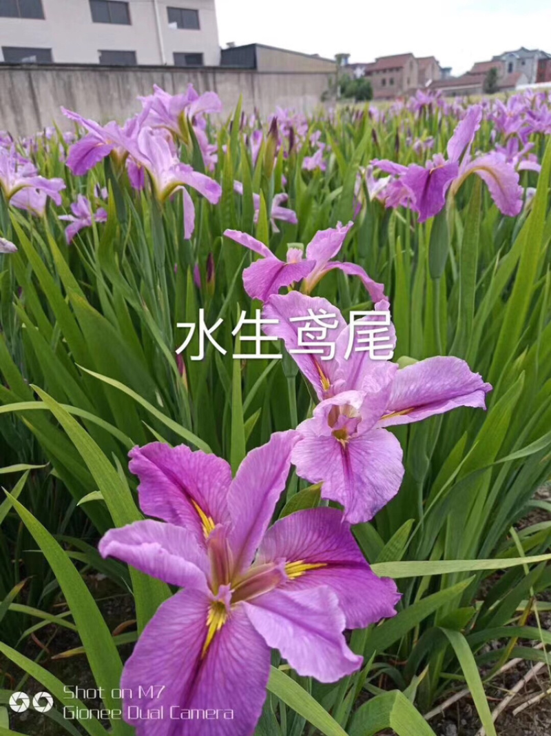 水生鸢尾紫花鸢尾