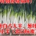 安丘铁杆大葱电商销售5斤包邮一件代发产地直供