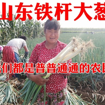 安丘铁杆大葱电商销售5斤包邮一件代发产地直供
