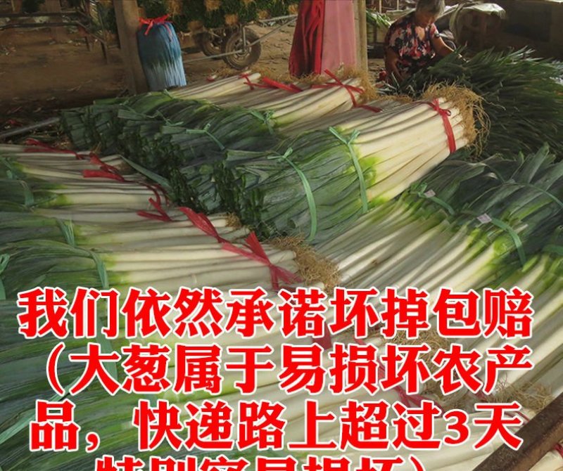 安丘铁杆大葱电商销售5斤包邮一件代发产地直供