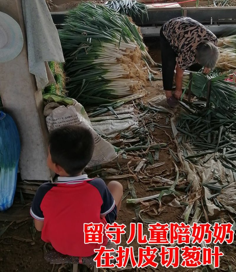 安丘铁杆大葱电商销售5斤包邮一件代发产地直供