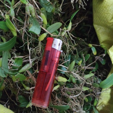 广东省粤北地区然野生石橄榄，石仙桃
