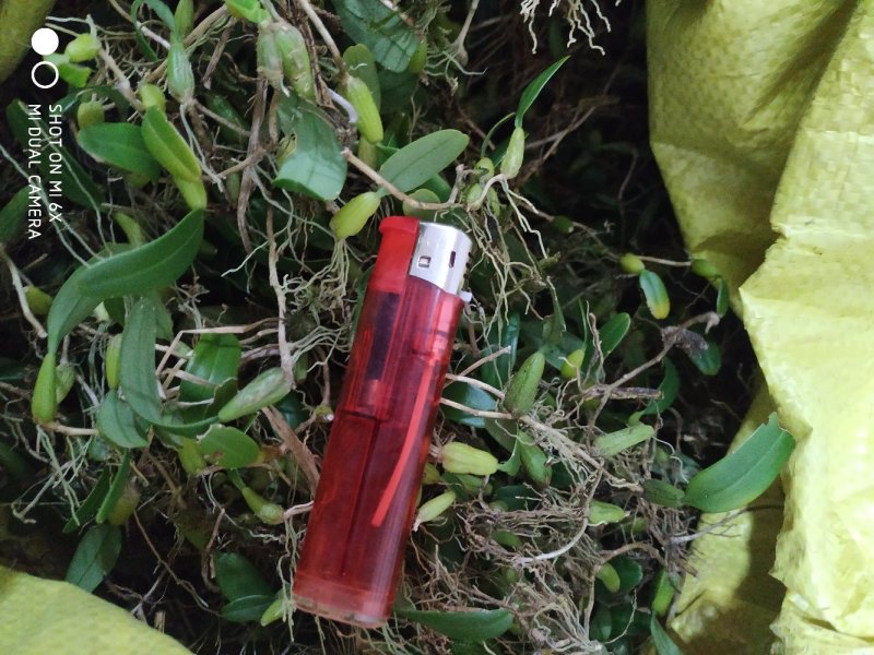 广东省粤北地区然野生石橄榄，石仙桃