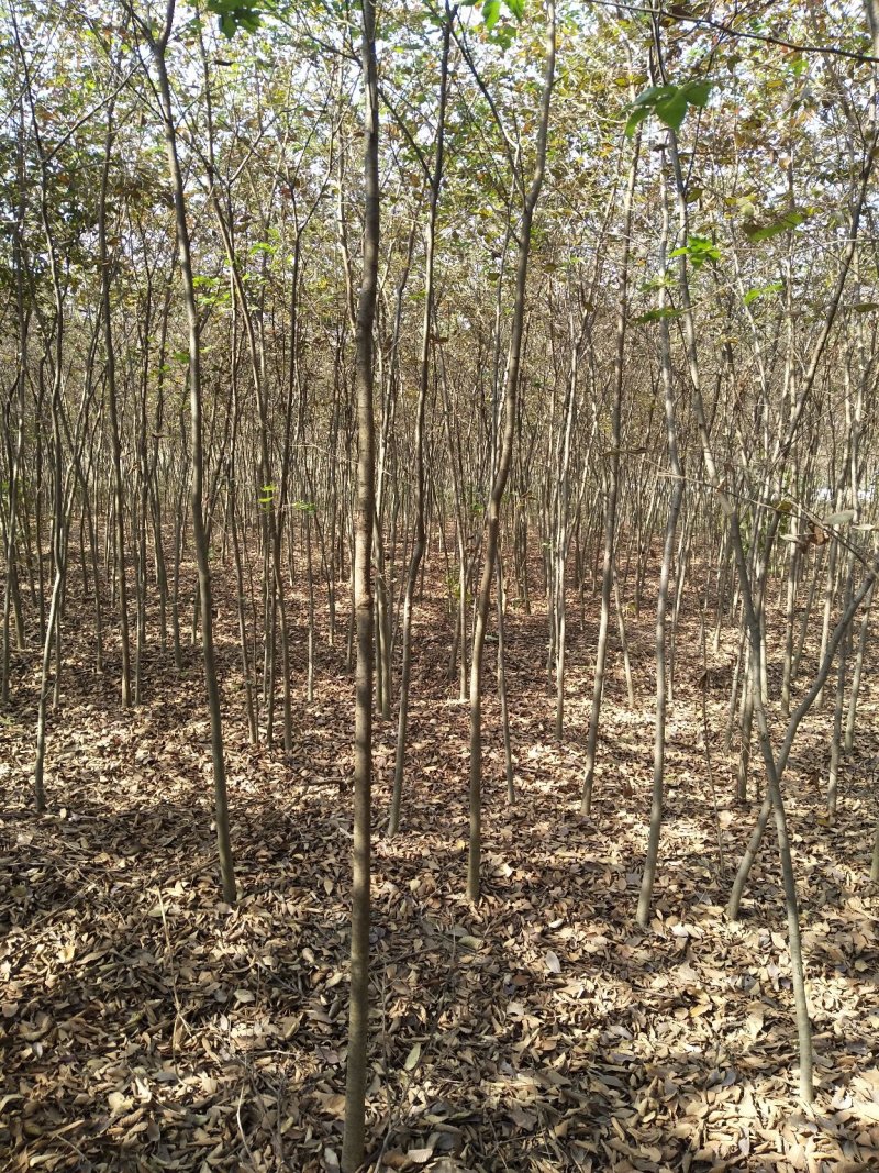 榉树，2公分榉树苗，红榉树造林江苏榉树基地农户种植