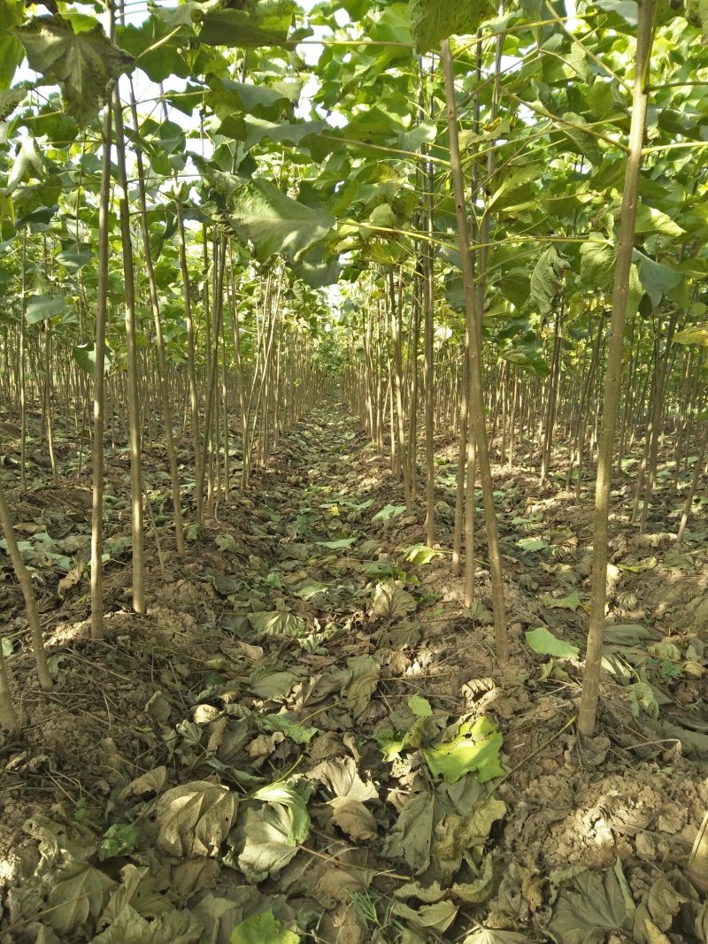 梓树1-15公分自家苗圃量大从优，无须中介
