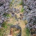 【东莞基地长期供应】红花继木，五斤袋七斤袋长期稳定货源