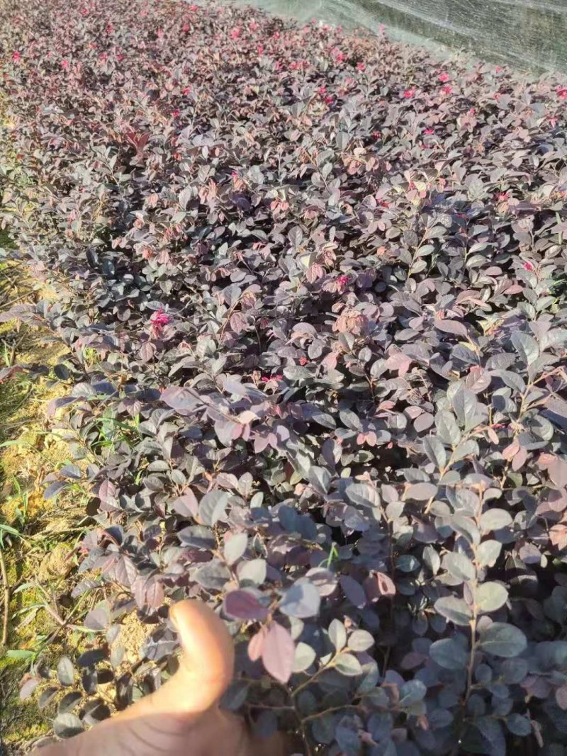 【东莞基地长期供应】红花继木，五斤袋七斤袋长期稳定货源