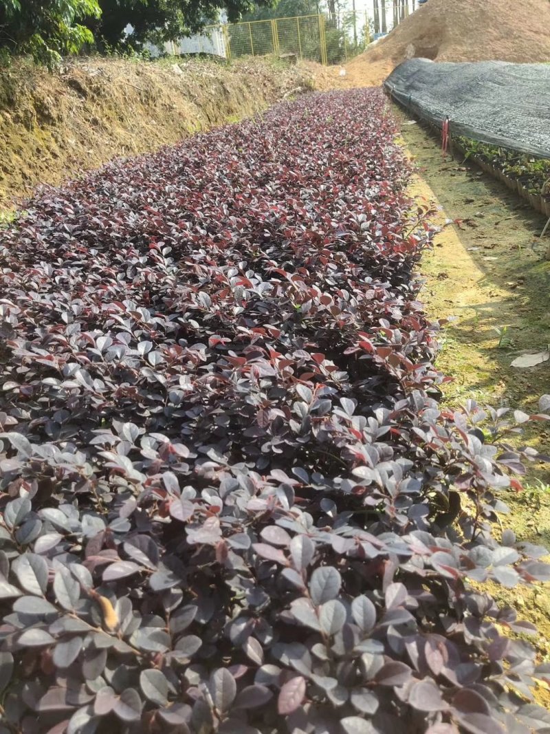 【东莞基地长期供应】红花继木，五斤袋七斤袋长期稳定货源