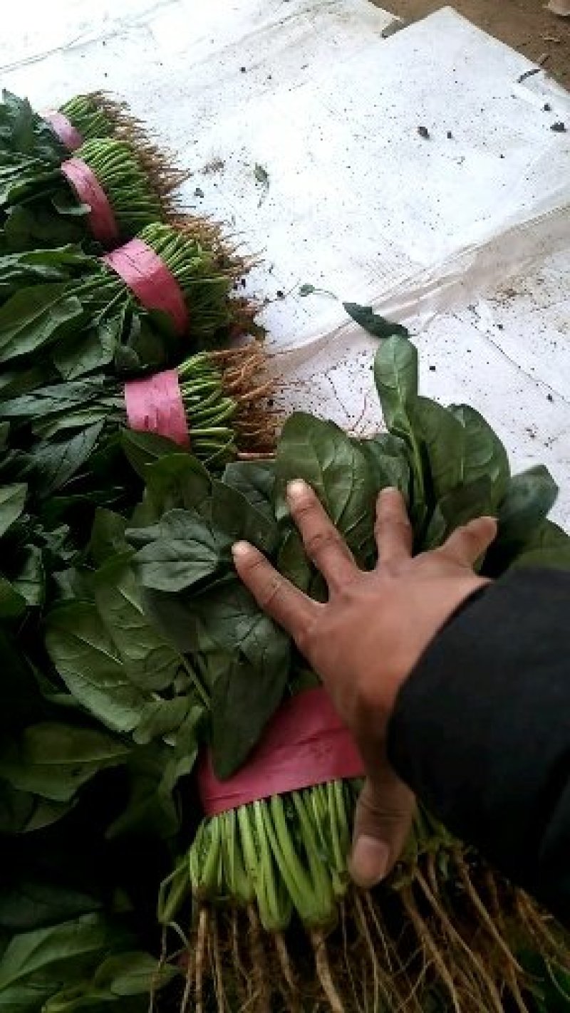精品大叶菠菜批发大叶菠菜20~30公分货量巨大日供10斤