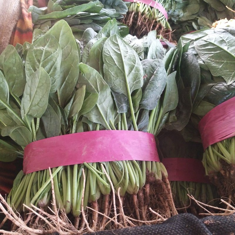 精品大叶菠菜批发大叶菠菜20~30公分货量巨大日供10斤