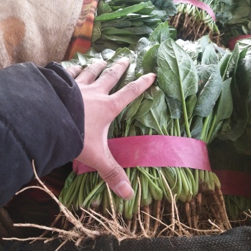 精品大叶菠菜批发大叶菠菜20~30公分货量巨大日供10斤