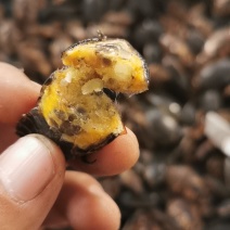 生冻金边龙虱，单冻，肉质饱满