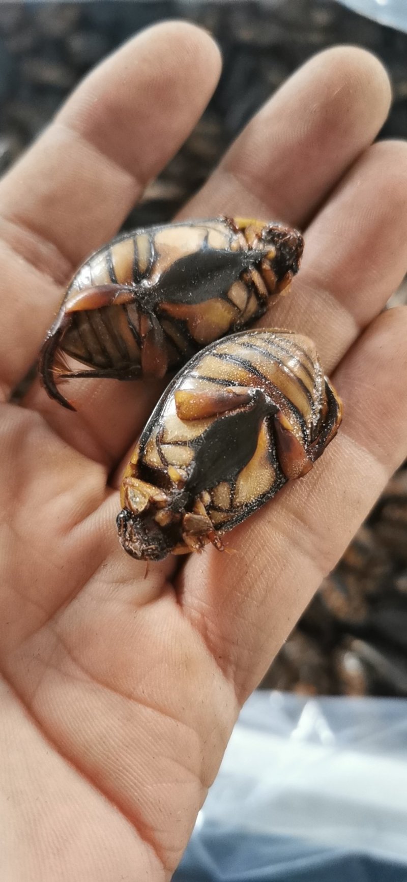 生冻金边龙虱，单冻，肉质饱满