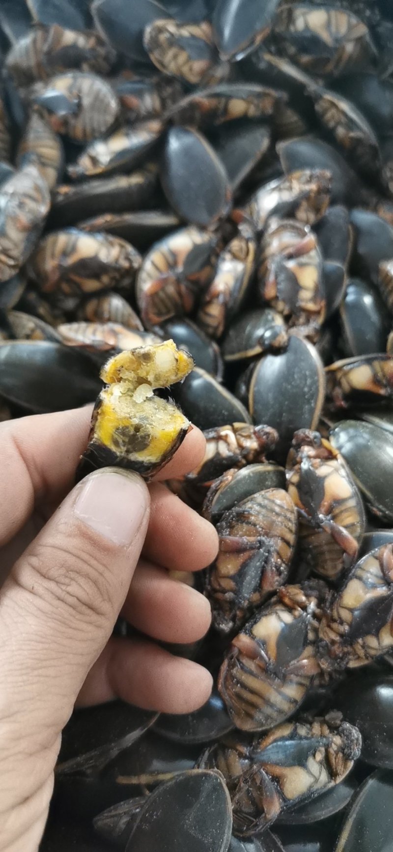 生冻金边龙虱，单冻，肉质饱满