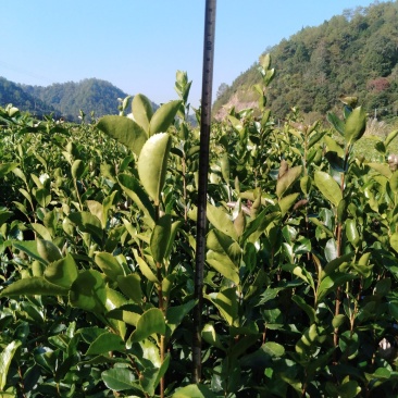 油茶小苗，质优价廉，诚信可靠！基地直供！