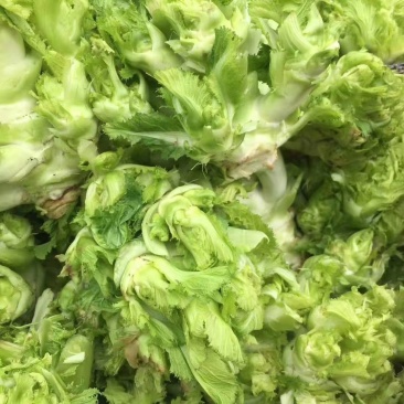 儿菜