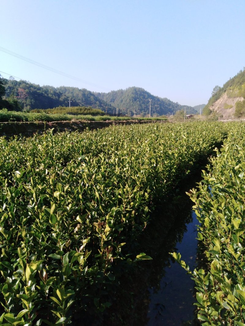 油茶小苗，质优价廉，诚信可靠！基地直供！