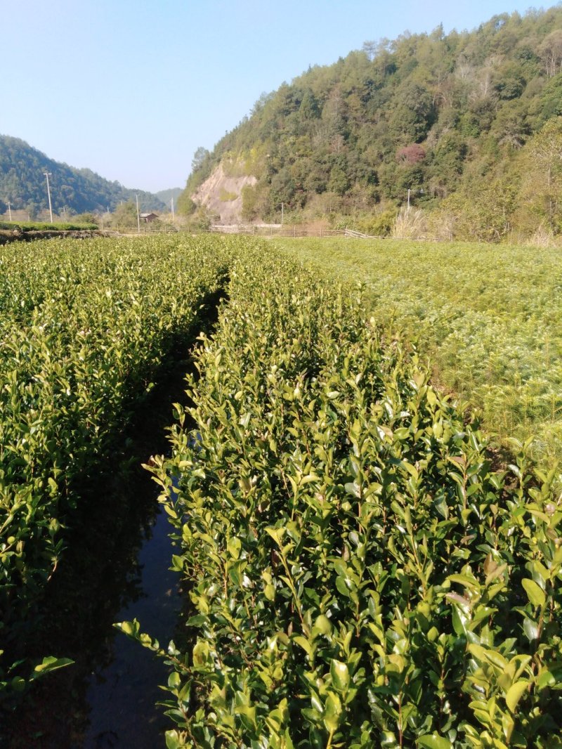 油茶小苗，质优价廉，诚信可靠！基地直供！