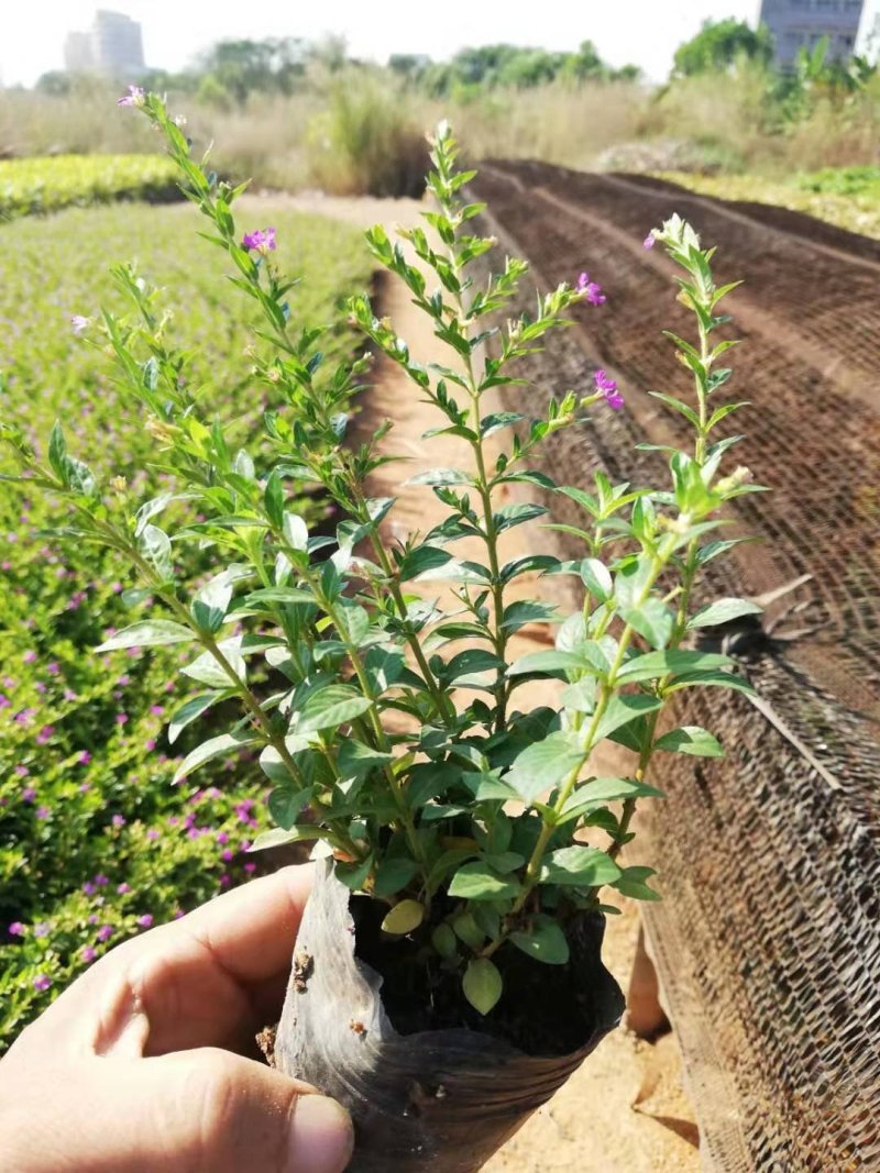 满天星雪茄花萼距花五斤袋大量现货便宜出售