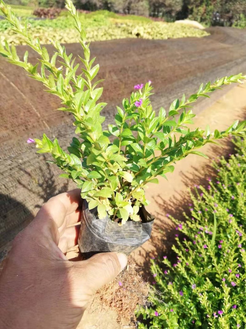 满天星雪茄花萼距花五斤袋大量现货便宜出售