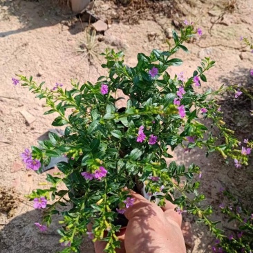 满天星雪茄花萼距花五斤袋大量现货便宜出售