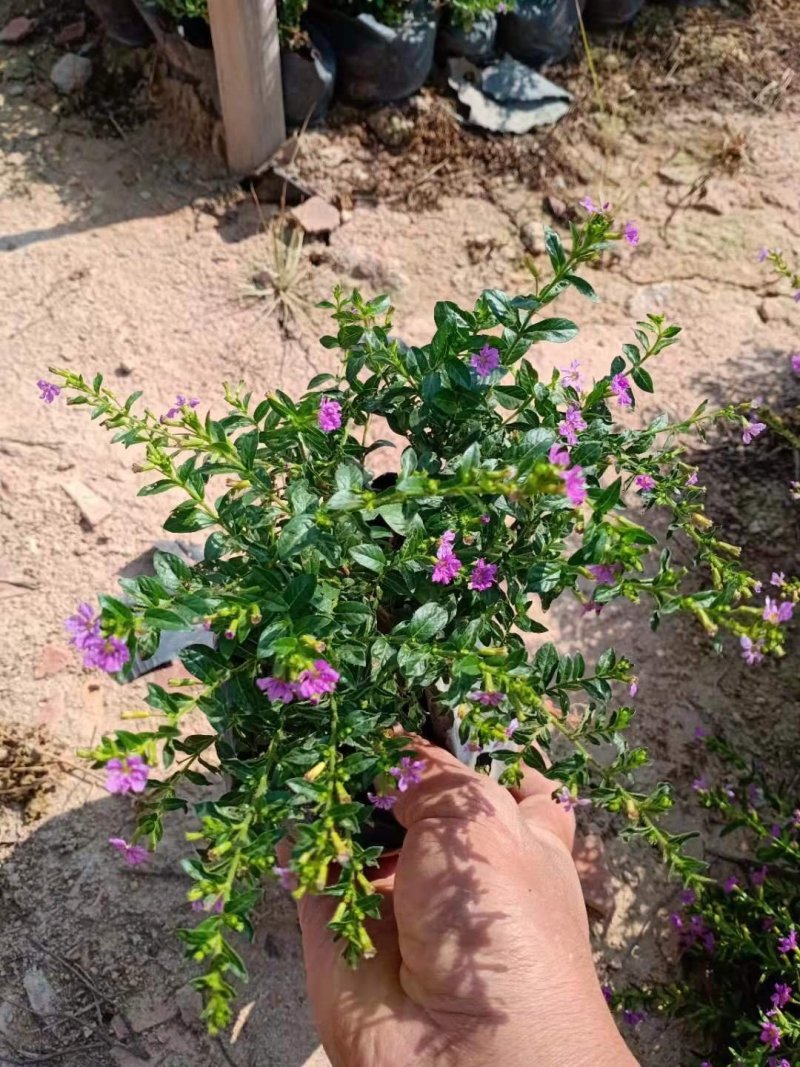 满天星雪茄花萼距花五斤袋大量现货便宜出售