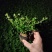 满天星雪茄花萼距花五斤袋大量现货便宜出售