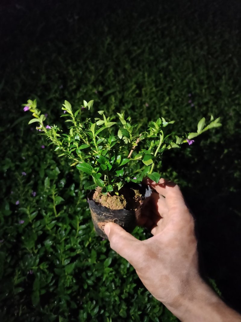 满天星雪茄花萼距花五斤袋大量现货便宜出售