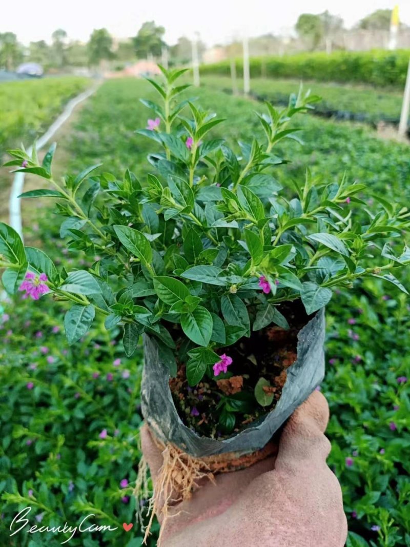 满天星雪茄花萼距花五斤袋大量现货便宜出售
